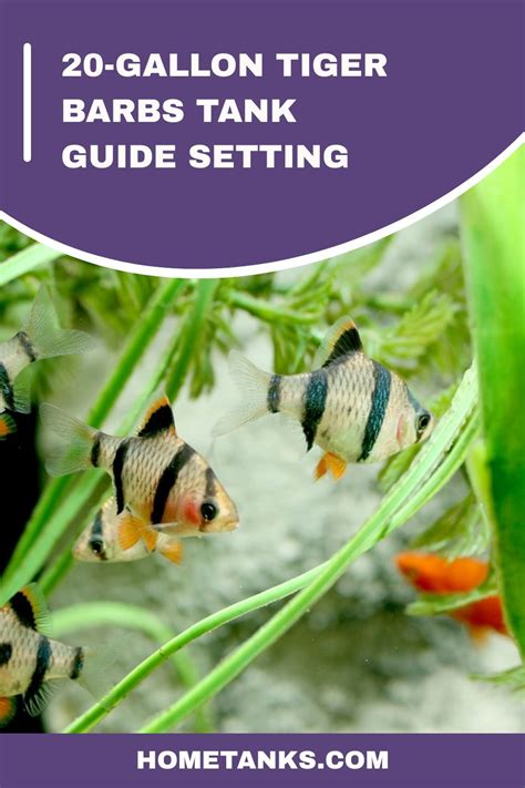 how many tiger barbs in a 20 gallon tank